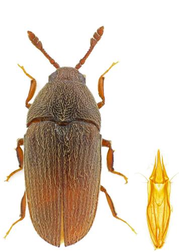 Réf. 191 112 : Trixagus gracilis